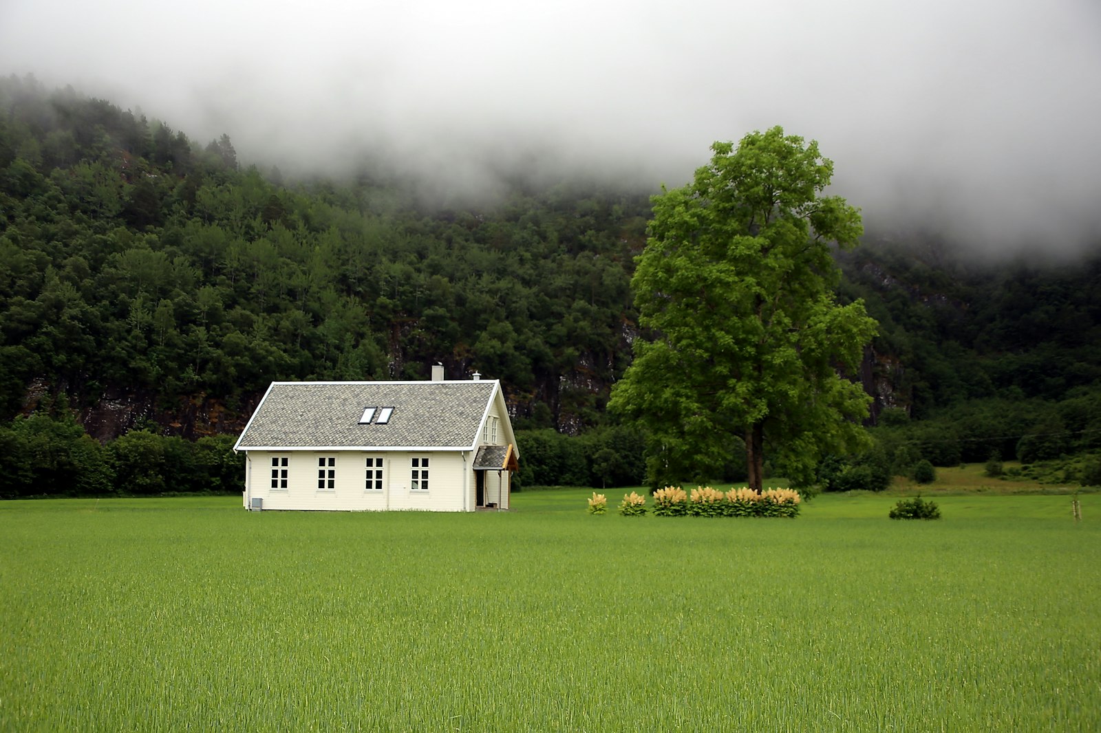 Green lawn in front of a home in Burlington