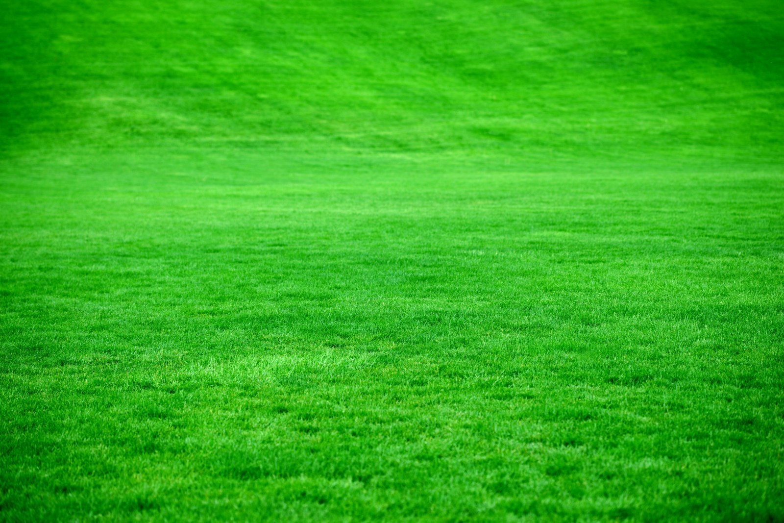 Lush green lawn in Burlington